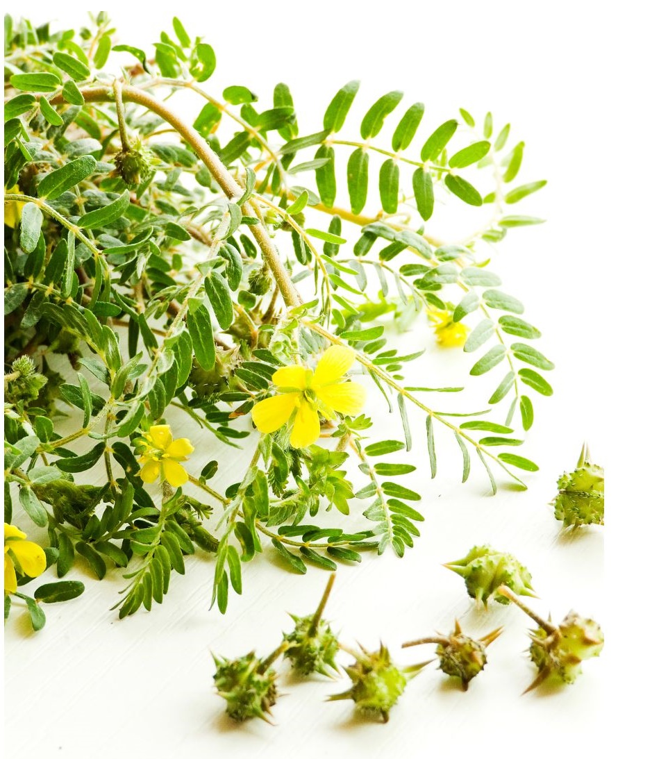 Gokshura mit Guggulu