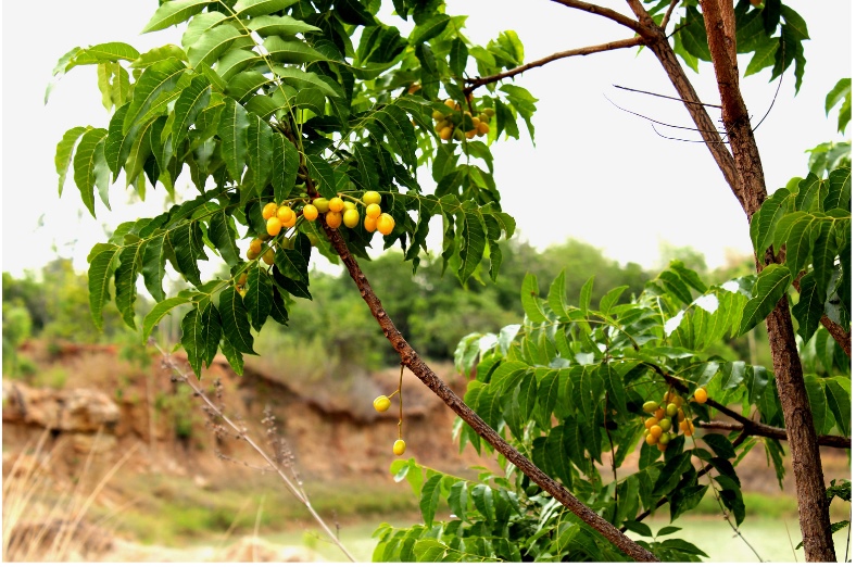 Ein Neembaum mit Früchten. Diese sehen oilvenartig aus. Aus Ihren Samenkernen wird das Neemöl gewonnen