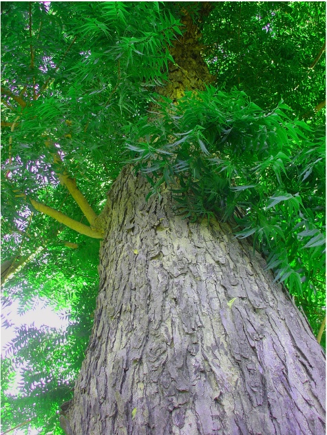 Ein Neem-Baum. ein prachtvolles Exemplar. Meist stehen derartiges würdevolle Bäume in der Mitte des Dorfes