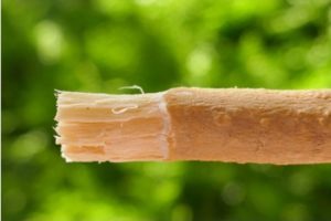 Ein zur Zahnbürste zerkauter Miswak-Zweig. Vorläufer der heutigen Meswak Zahnpasta. Dieses Bild zeigt die zerkaute und so zerfaserte Spitze eines Zweiges. Diese wird in den Mund eingeführt zum Zahn- und Zahnfleisch bürsten. Eine Zahnpasta ist damit nicht erforderkich. Der Zweig gibt zahnpflegende Substanzen an die Zöhne ab. Diese Substanzen sind in der Meswak-Zahnpasta von Dabur enthalten